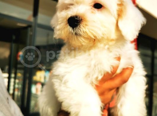 Maltipoo Erkek görsel
