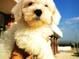 Maltipoo Erkek