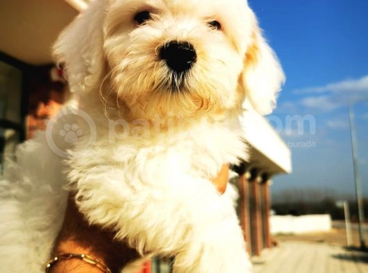 Maltipoo Erkek