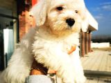 Maltipoo Erkek