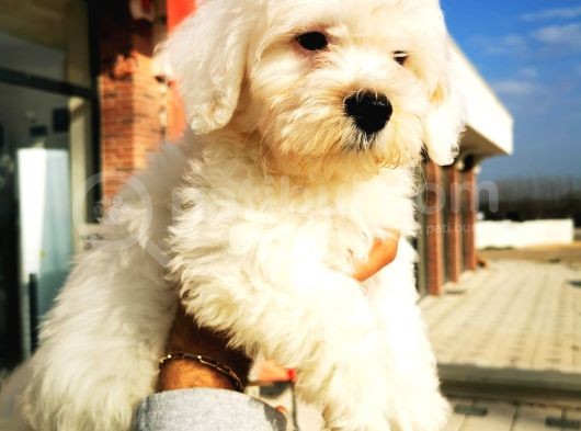 Maltipoo Erkek görsel