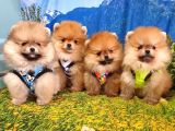 Satılık Pomeranian Boo Teddy Bear Yavrular