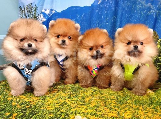 Satılık Pomeranian Boo Teddy Bear Yavrular