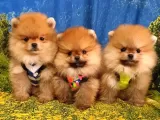 Satılık Pomeranian Boo Teddy Bear Yavrular