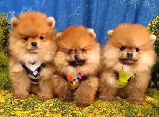 Satılık Pomeranian Boo Teddy Bear Yavrular görsel