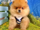 Orjinal Pomeranian Boo Yavrularımız