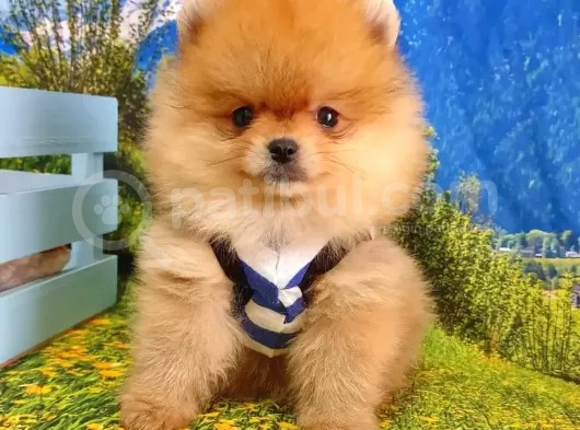 Orjinal Pomeranian Boo Yavrularımız