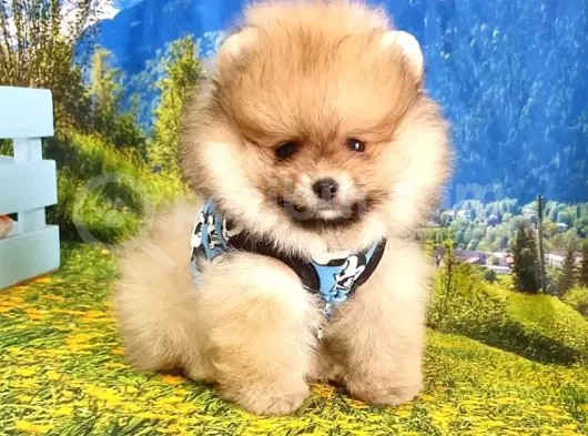 Orjinal Pomeranian Boo Yavrularımız görsel