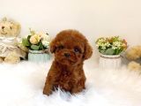 Irk Ve Sağlık Garantili Red Toy Poodle Yavruları