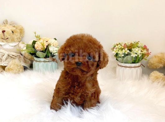 Irk Ve Sağlık Garantili Red Toy Poodle Yavruları görsel