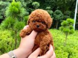 Irk Ve Sağlık Garantili Red Toy Poodle Yavruları