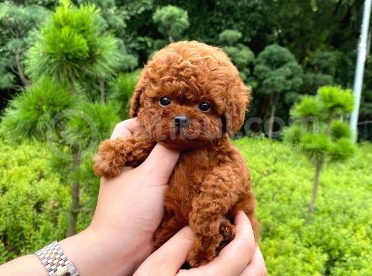 Irk Ve Sağlık Garantili Red Toy Poodle Yavruları görsel