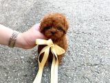 Irk Ve Sağlık Garantili Red Toy Poodle Yavruları