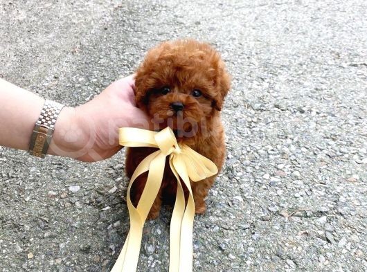 Irk Ve Sağlık Garantili Red Toy Poodle Yavruları görsel