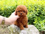Irk ve Sağlık Garantili Red Toy Poodle Yavruları