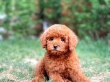 Sevimli Sempatik Pomeranian Boo Oğlumuz Hugo