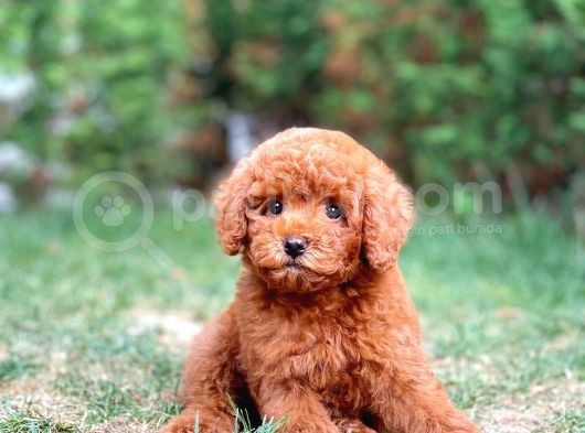 Sevimli Sempatik Pomeranian Boo Oğlumuz Hugo görsel
