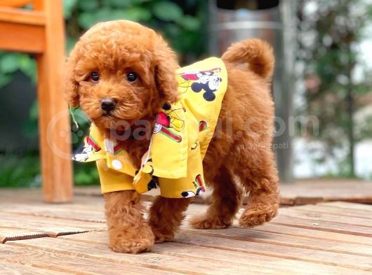 Sevimli Sempatik Pomeranian Boo Oğlumuz Hugo