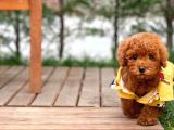 Sevimli Sempatik Pomeranian Boo Oğlumuz Hugo