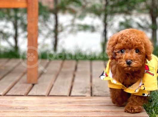 Sevimli Sempatik Pomeranian Boo Oğlumuz Hugo görsel