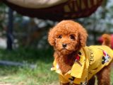 Sevimli Sempatik Pomeranian Boo Oğlumuz Hugo