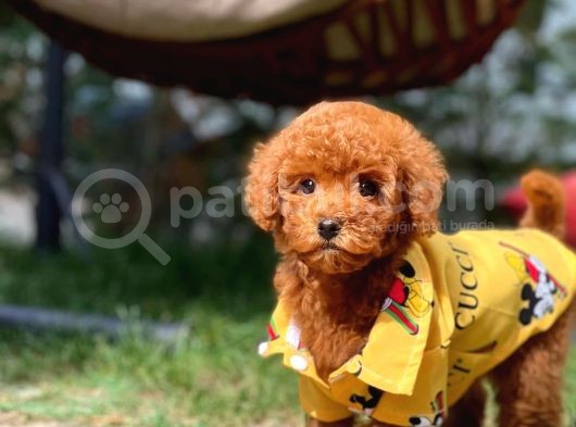 Sevimli Sempatik Pomeranian Boo Oğlumuz Hugo görsel