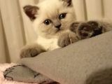 Erkek British Shorthair