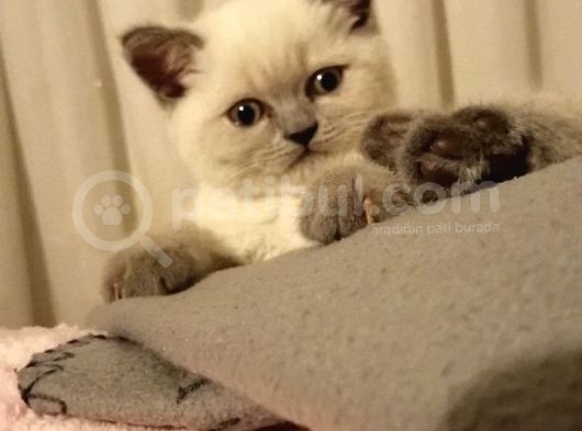 Erkek British Shorthair