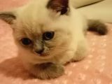 Erkek British Shorthair