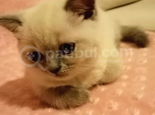 Erkek British Shorthair görsel
