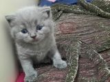 Baba Scottish Fold Anne British Shorthair