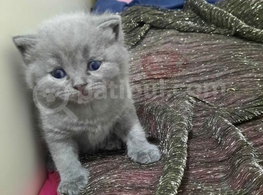 Baba Scottish Fold Anne British Shorthair görsel