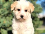 Toyface Toyboy Maltıpoo Yavrumuz