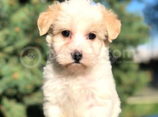 Toyface Toyboy Maltıpoo Yavrumuz