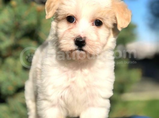 Toyface Toyboy Maltıpoo Yavrumuz görsel