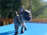 Muhteşem Tüy Ve Göz Rengi Ile Blue Frenchbulldog Yavrumuz
