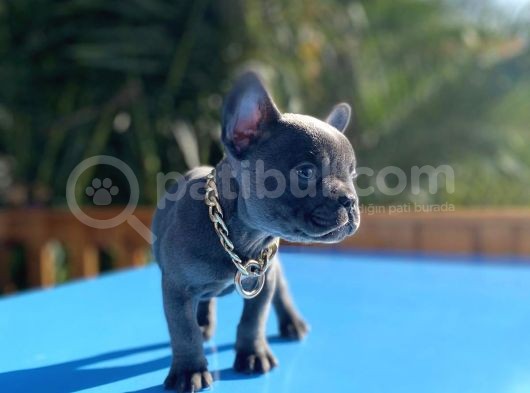 Muhteşem Tüy Ve Göz Rengi Ile Blue Frenchbulldog Yavrumuz görsel