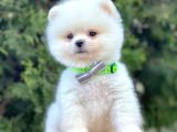 Safkan Teddy Surat Pomeranian Boo Yavrularımız