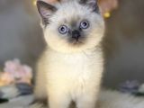 Mükemmel Güzellikte British Shorthair Blue Point