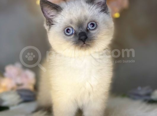 Mükemmel Güzellikte British Shorthair Blue Point görsel