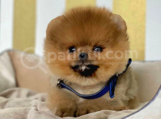 Safkan Teddy Surat Pomeranian Boo Yavrularımız görsel