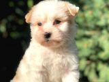 Xsmall  Babyface Maltıpoo Yavrumuz