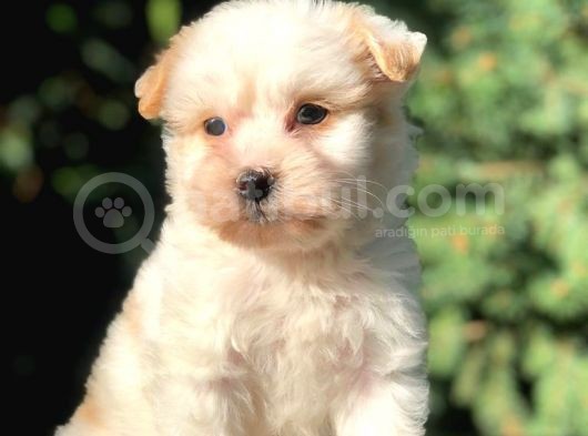 Xsmall  Babyface Maltıpoo Yavrumuz görsel