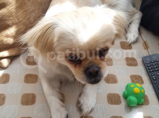 1 Yaşındaki Erkek Terrier