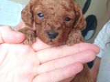 Red Brown Toy Poodle