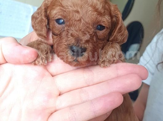 Red Brown Toy Poodle görsel