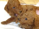 Red Brown Toy Poodle