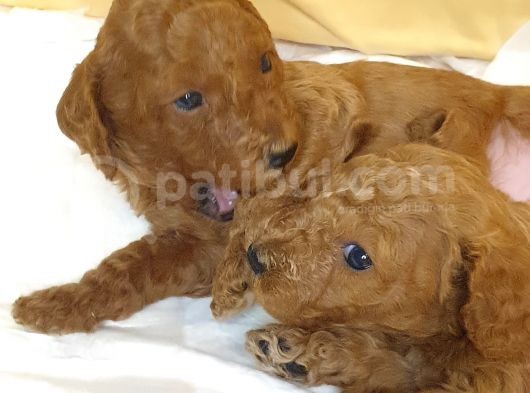 Red Brown Toy Poodle görsel