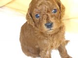 Red Brown Toy Poodle