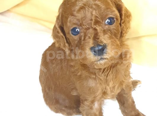 Red Brown Toy Poodle görsel